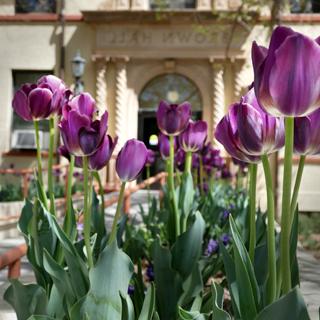 Image of purple flowers in front of Brown Hall, NMT's administration building.